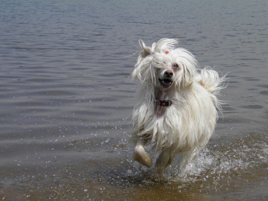 Lester King z Haliparku