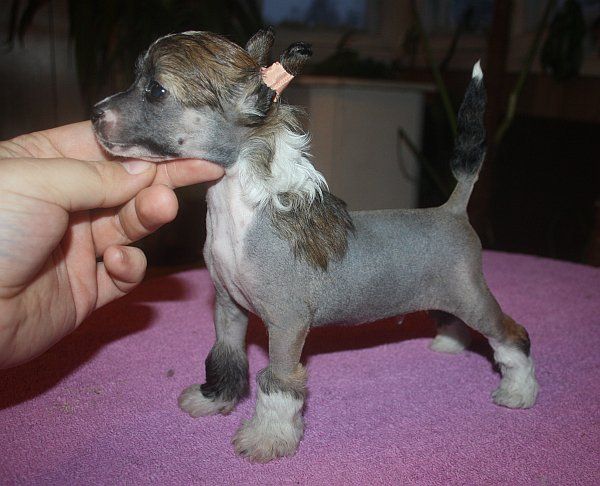 Acierto's Diorissimo