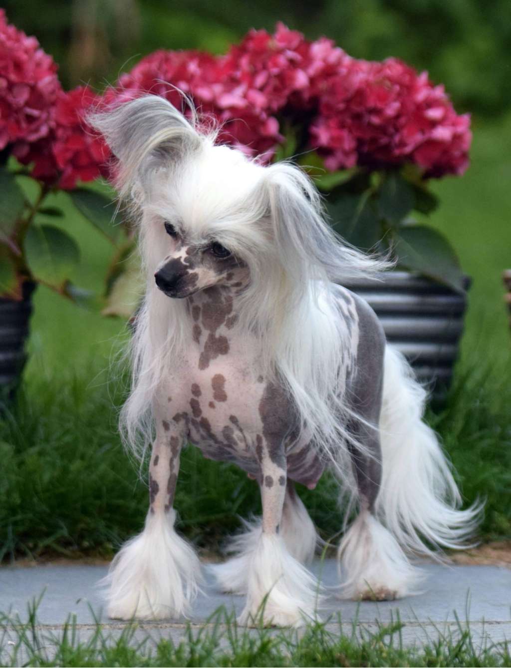 Artic Flyer's Xo Xo Gossip Girl