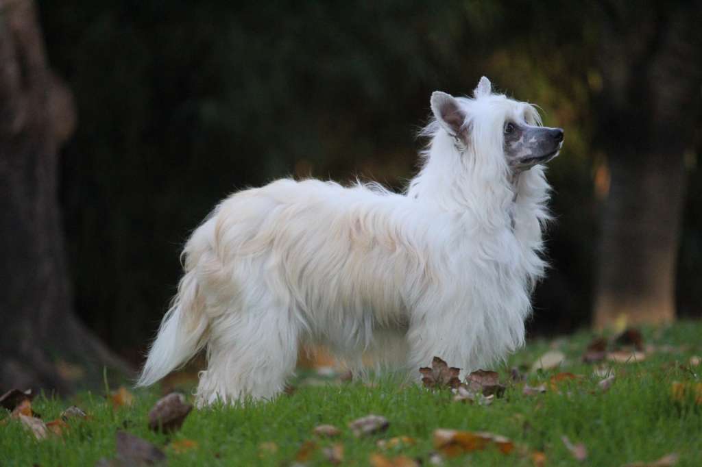 Astarta iz Sozvezdiya Khana