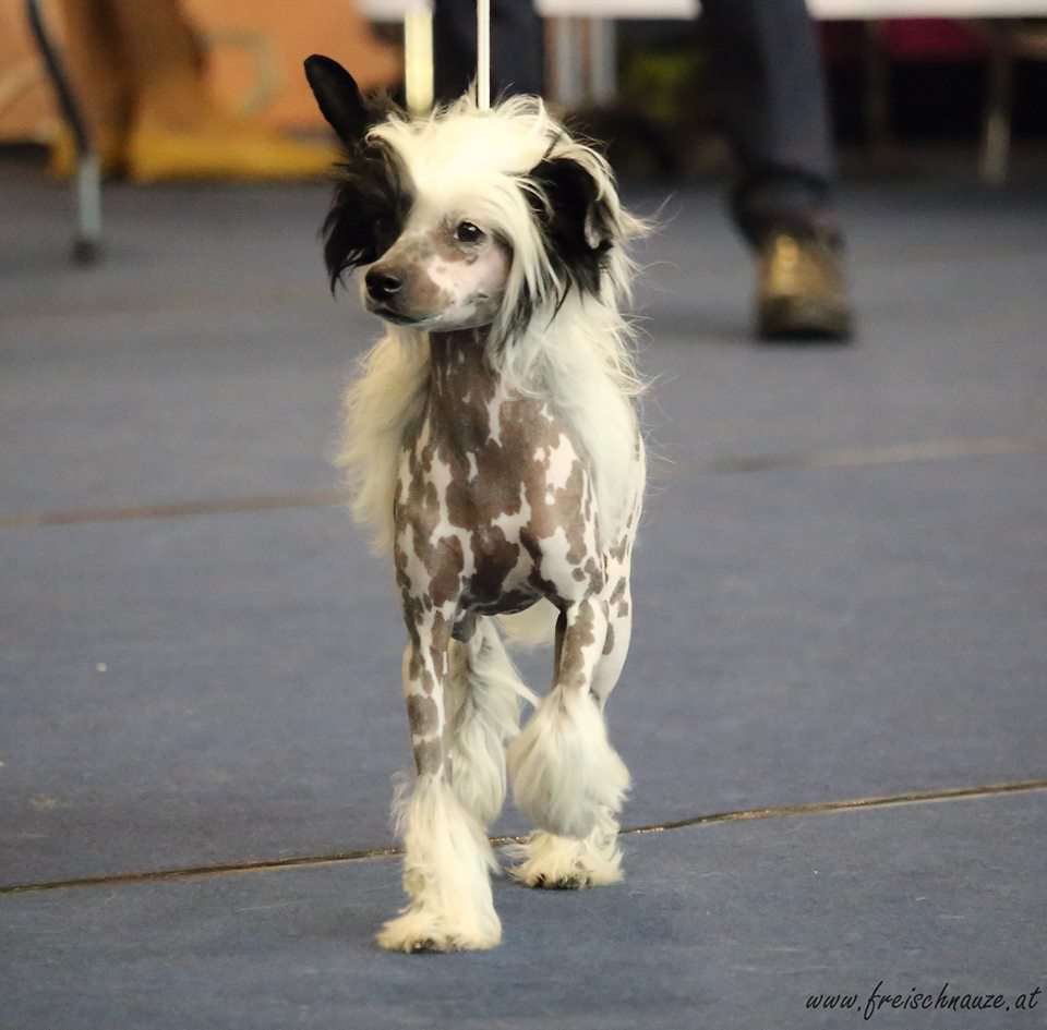 Bubbling Spirit He's my Girl