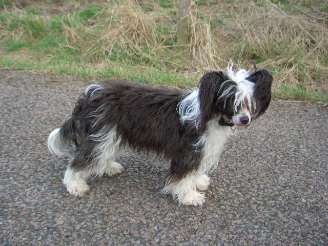 Moonswift Elope to Doonbeg