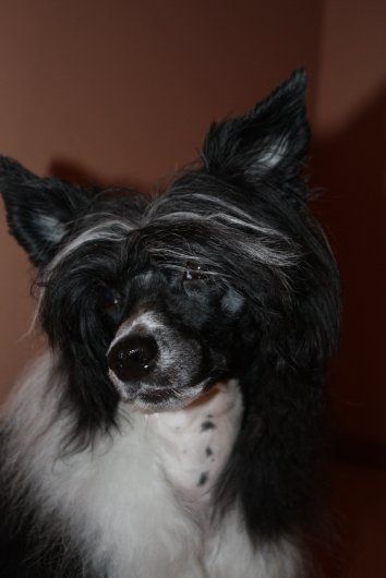 Meadowwood's Bello Hefaistos