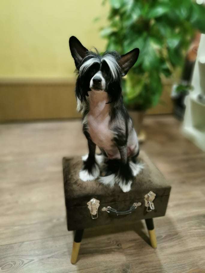 Fundoklia-völgyi Kaszanics Honduras