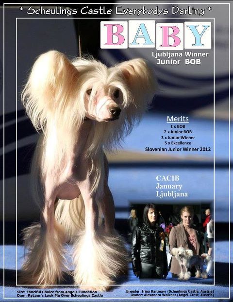 Scheulings Castle Everybodys Darling