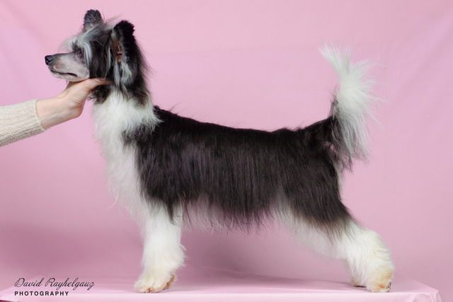 Evropa iz Sozvezdiya Khana