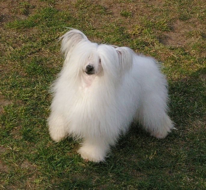 Magic Carpet's Eagle Eye Cherry