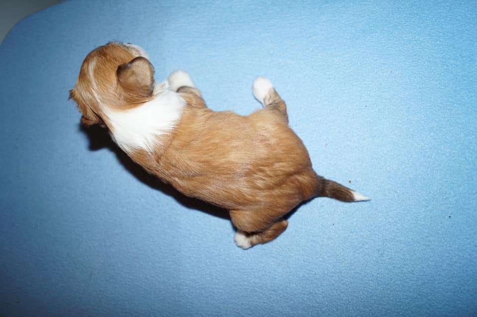 Sun Dan Burning Love