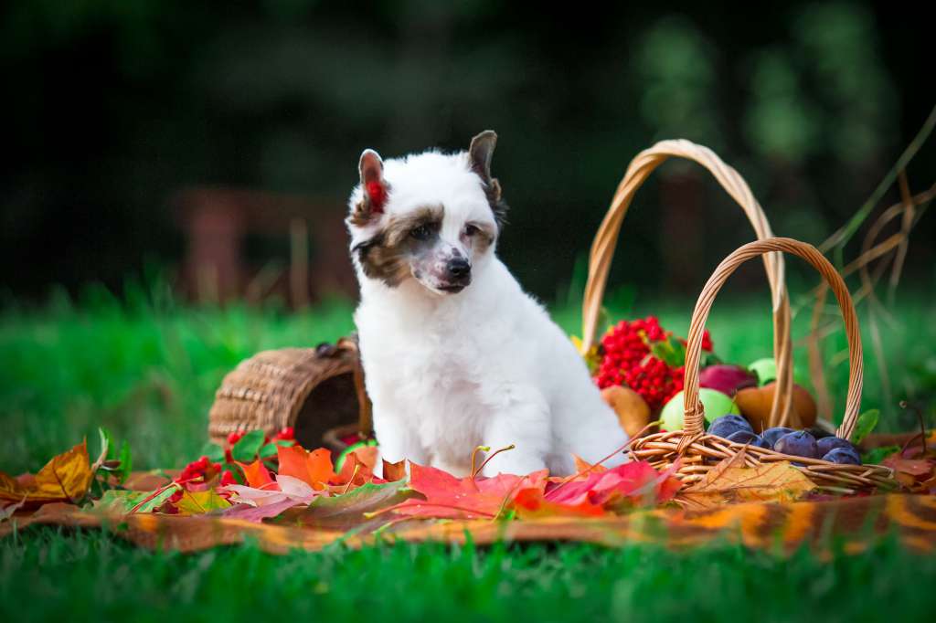 Rus Foreva Blue Dream