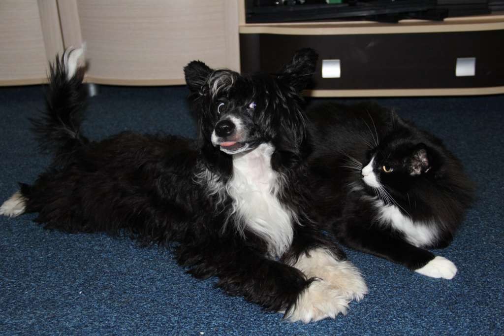 Sapfir iz Tsarskogo Sela Fabien Bella