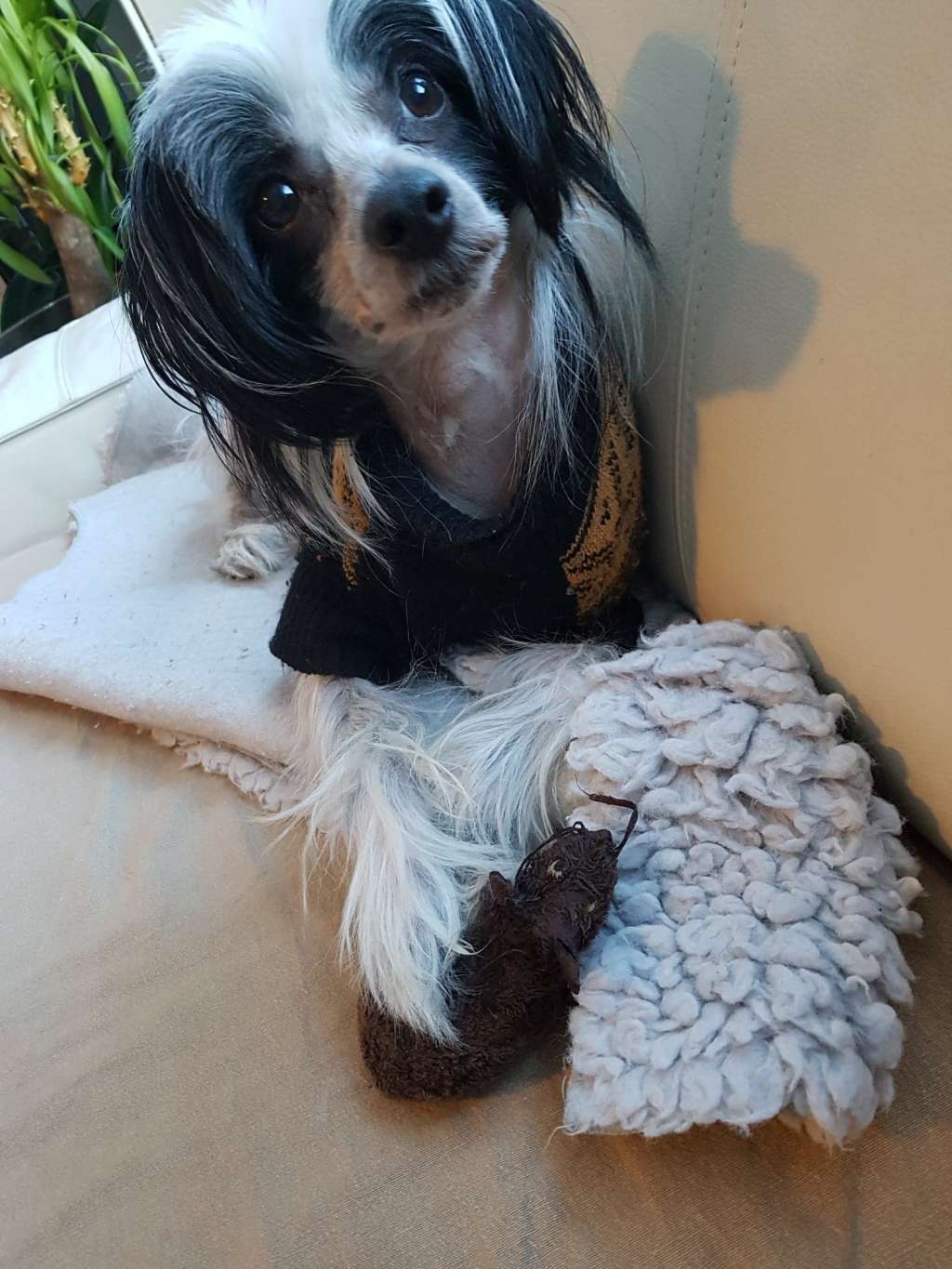 Absolute Souls Shadow Warrior