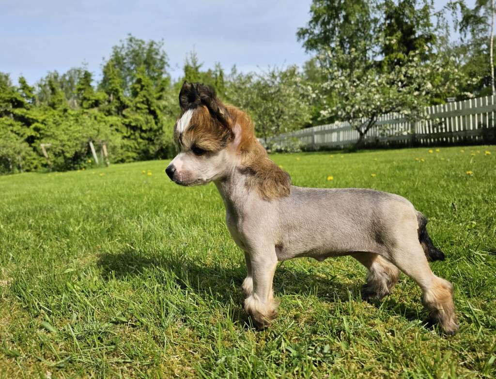 Pinky Twinky Överi Ihana