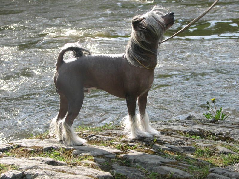 Crestwood Jet Stream