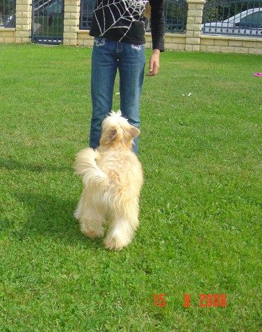 Zodiak Z Gangu Lysych