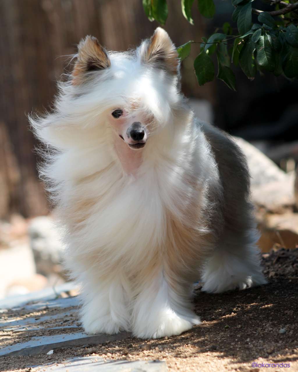 Ch. iakarandas Evanescence