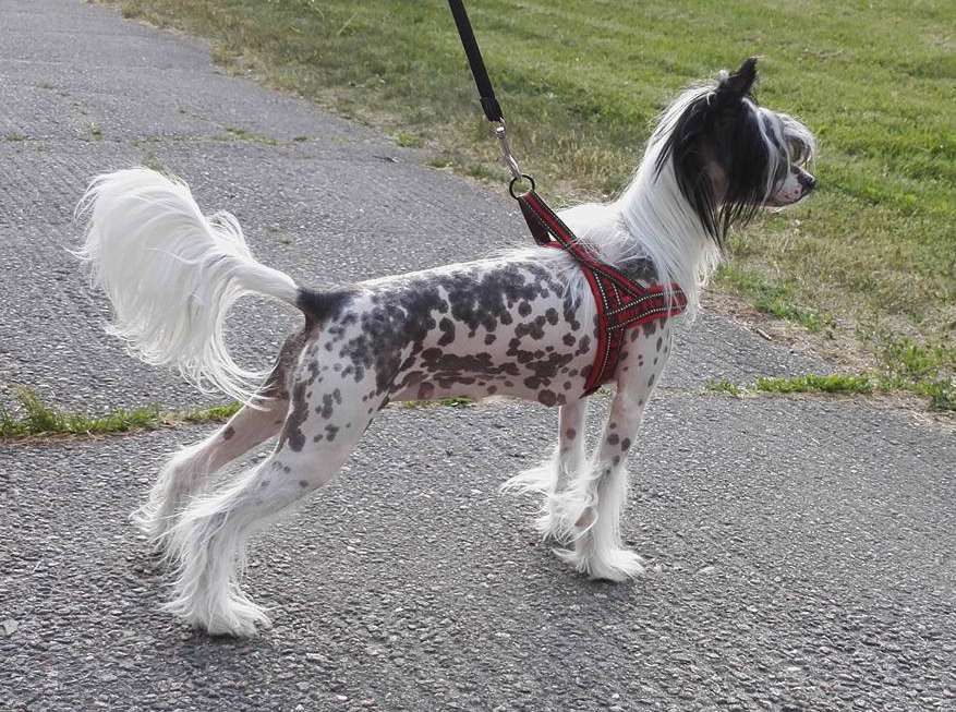 Stormblåstens Voodoo Shuffle