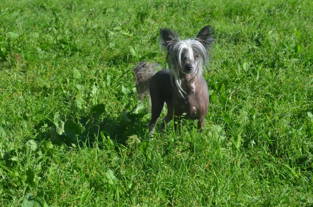 Amaterasu Hana Anabel