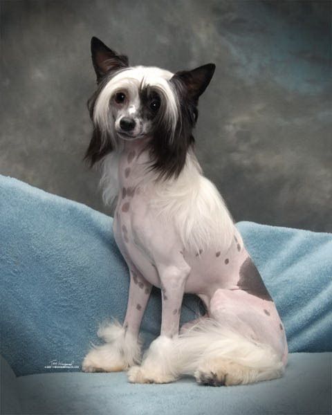 Silver Bluff Texas Gold Rush