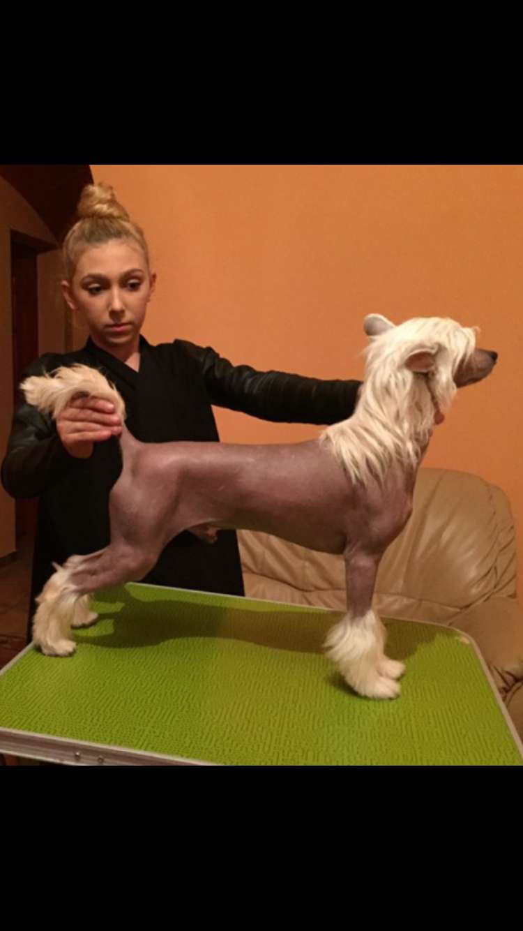 Gin Tonic from Goldhunter Angel's