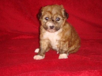 Glamour Boy de Fageiro