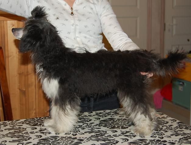 Pinky Twinky Elegante Vivian