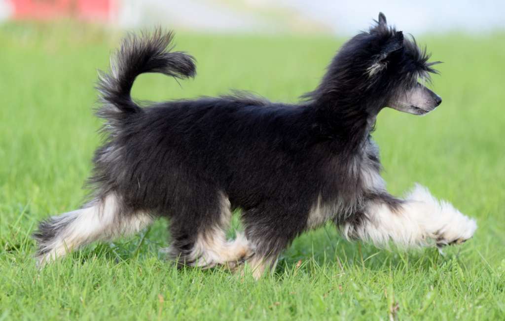 Artic Flyer's Looks Can Kill