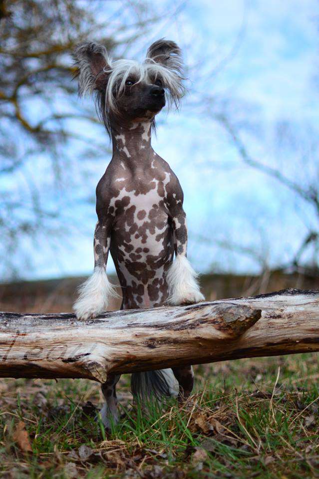 Seducer Of Hearts Princes de la Roses