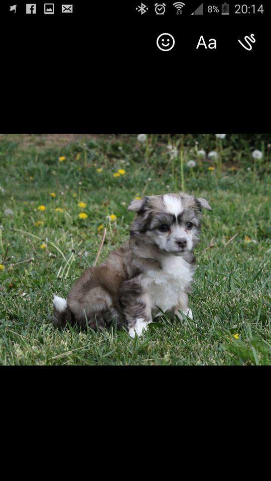 Luckytern Dancing-Queen