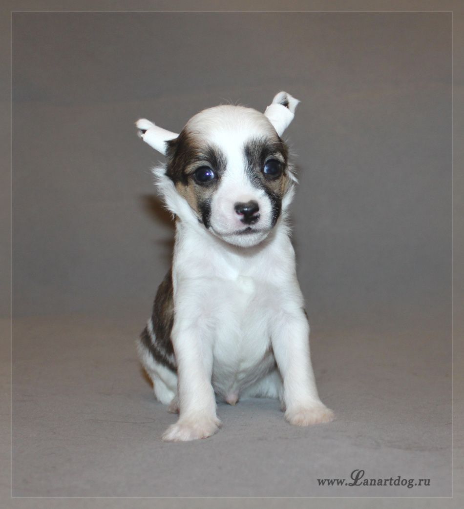 Lanart Emilio Ksolo Club