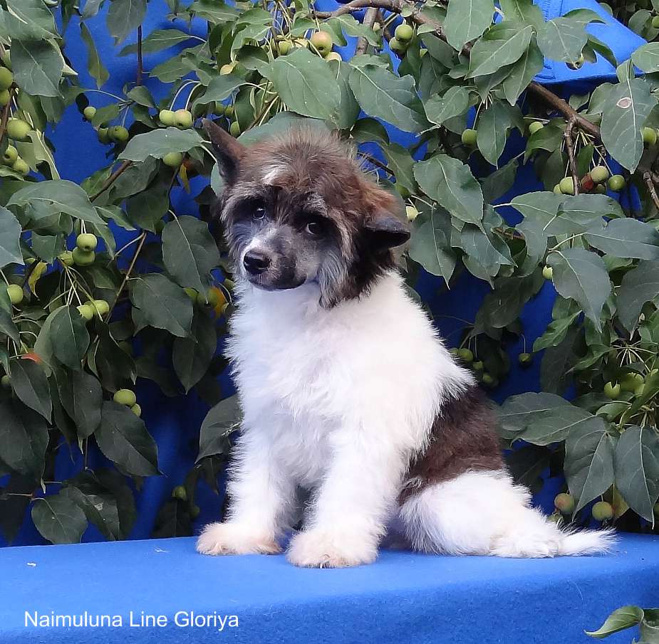 Naimuluna Line Gloriya (puff)