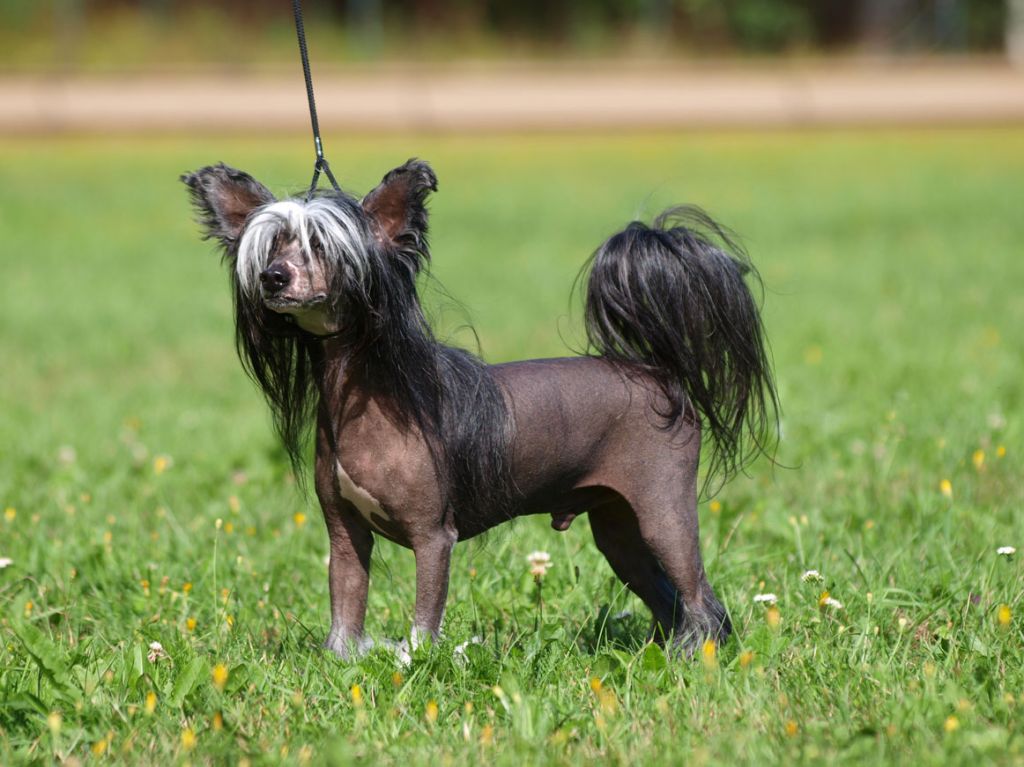 Pinky Twinky Ananas Bananas