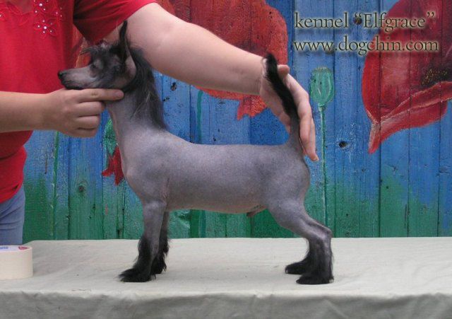 Elfgrace Sheport Leon