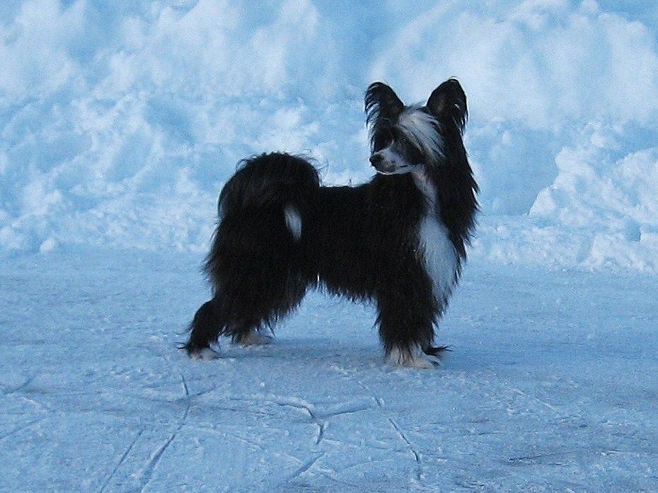 Tournais Swedish Cold Gangsta