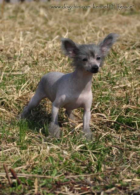 Elfgrace Shandi Kleo