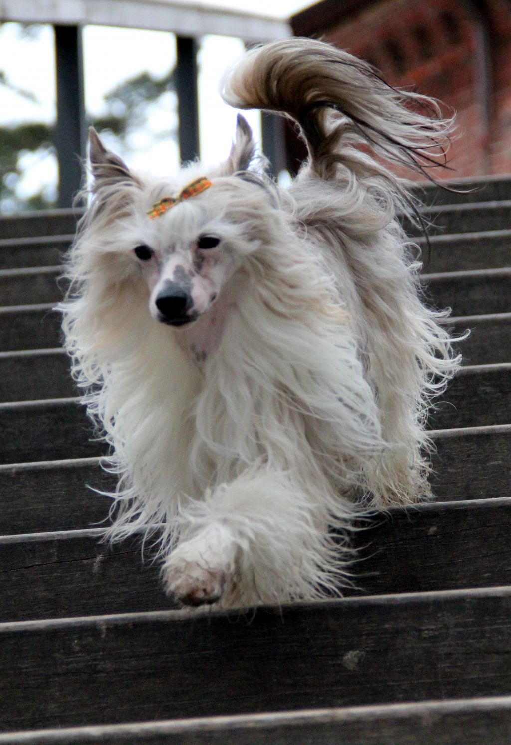 PARIS Sidabrine tuopa