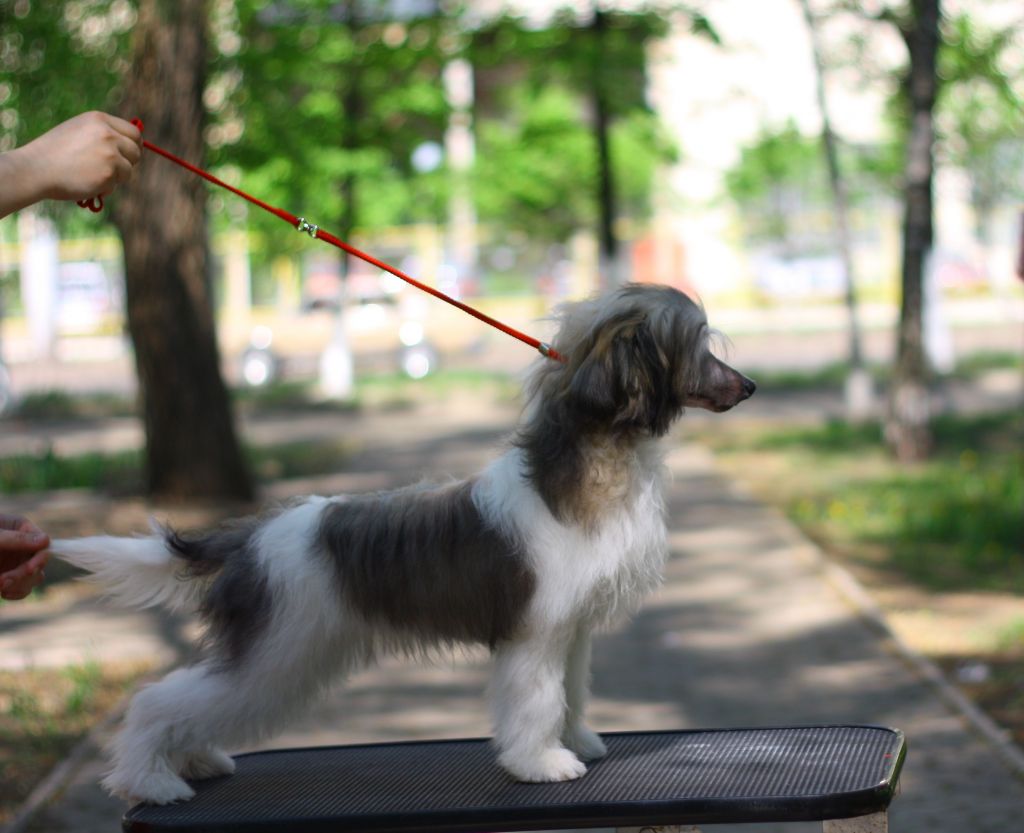 Zhivopisnaya Shtuchka ot Volnogo Psa