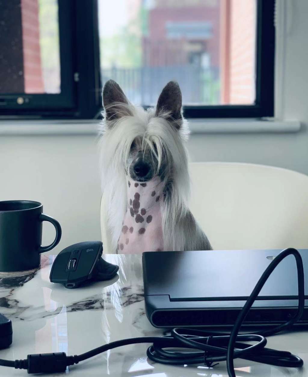 Rosa sinensis of Charlie