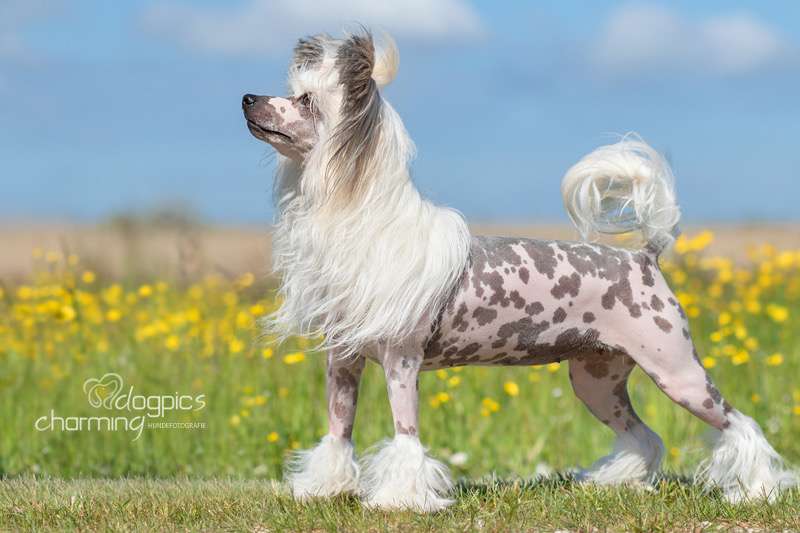 Amouage von Shinbashi