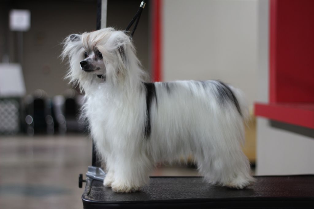 Jewels Pop Tart at Jamani