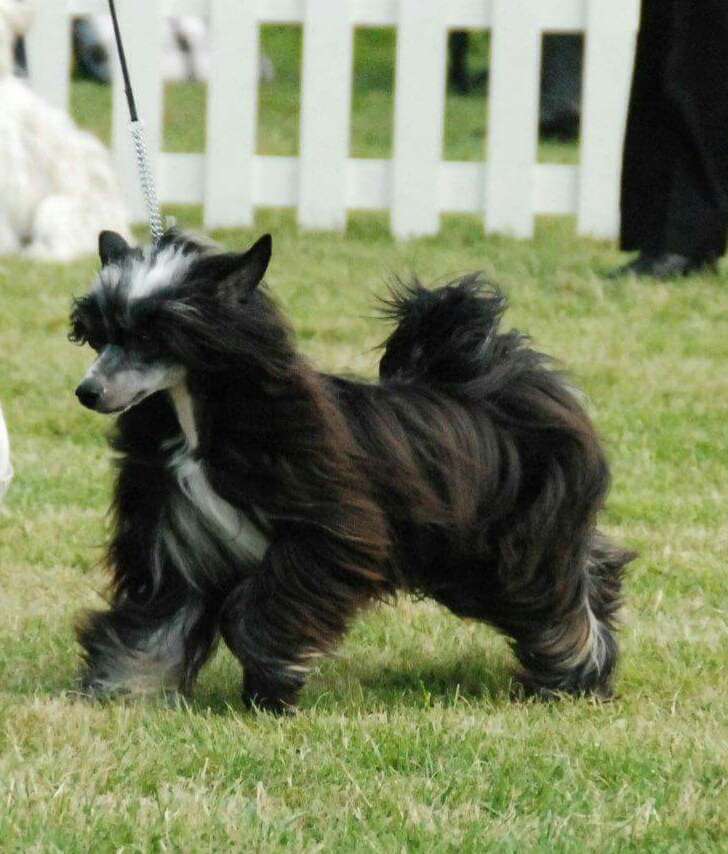 Doucai J'Adore Hardcore