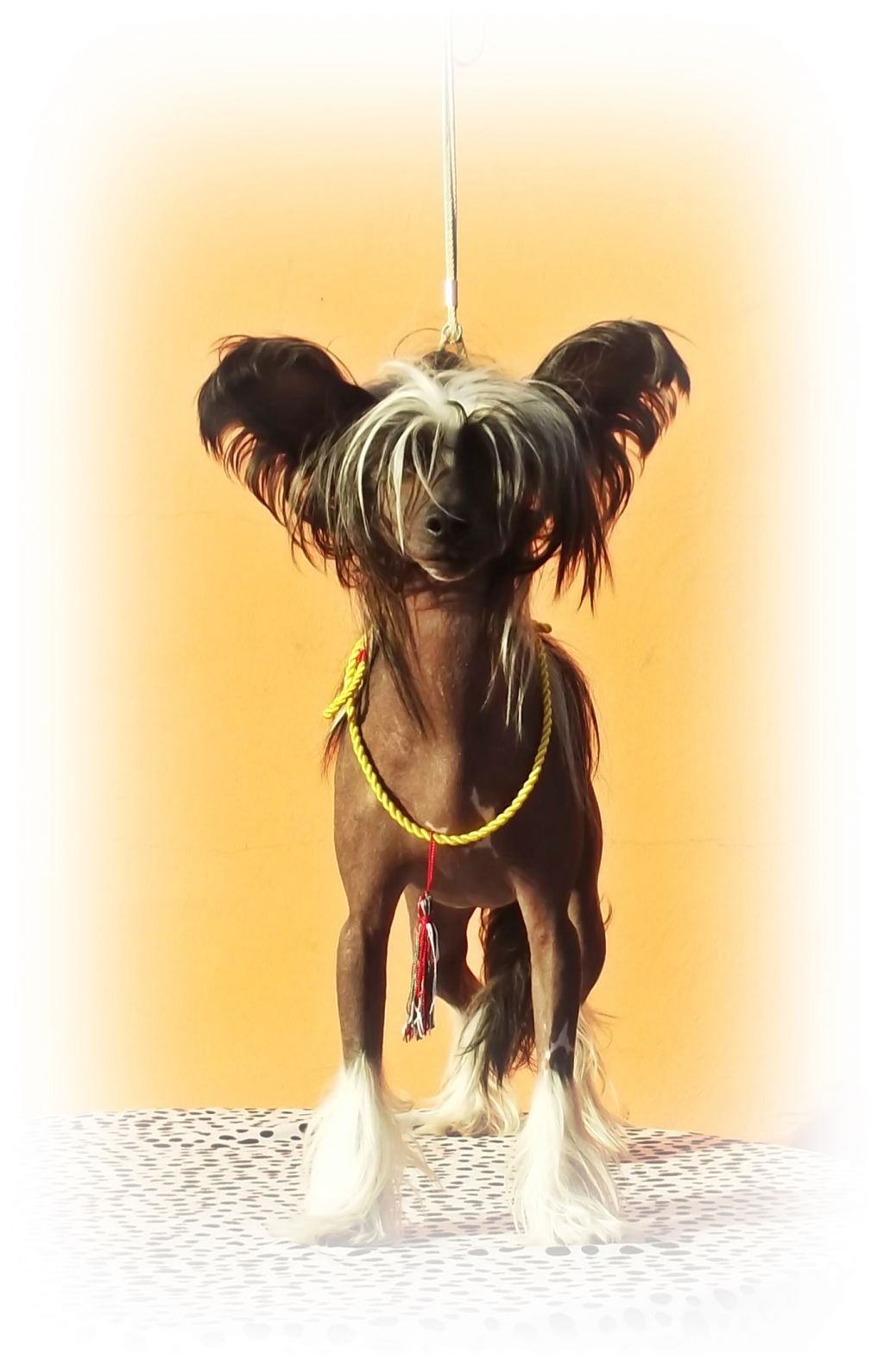 Boston Black&White Border