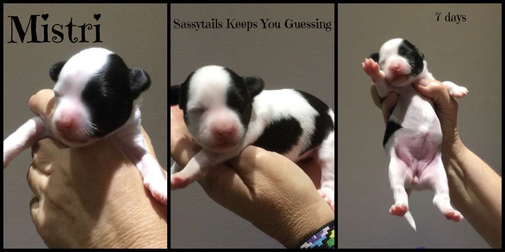 Sassytails Keeps Your Guessing (undershot)