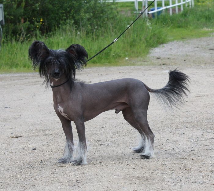 Viuvaun Pikkuinen Pavarotti