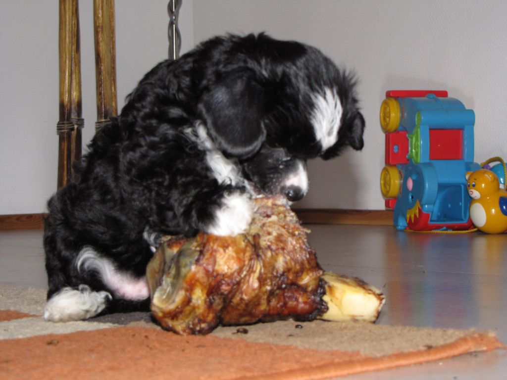 Crestwood Ring My Bell