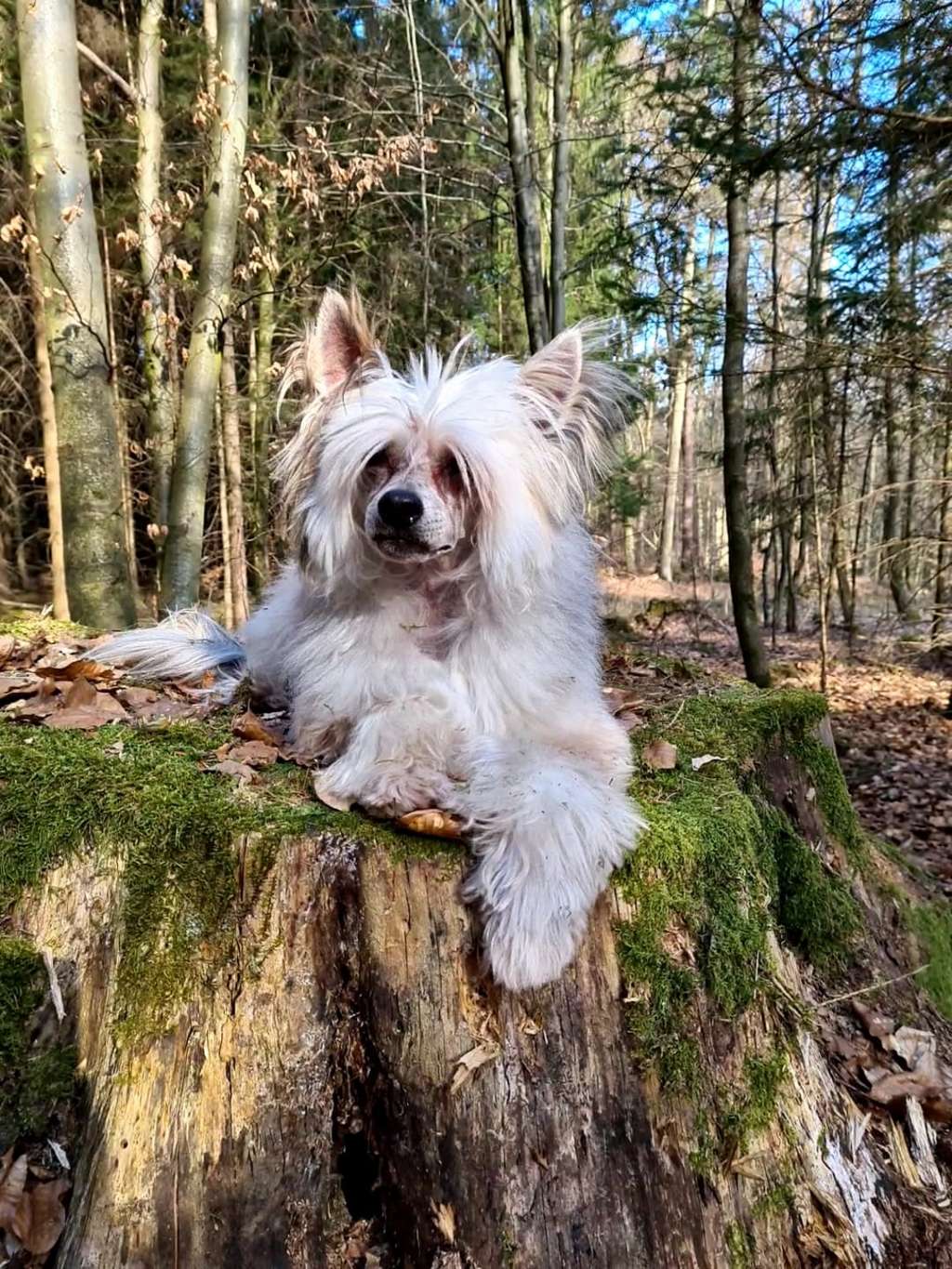 Fly to Your Heart Princes de la Roses