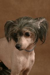 Kitayskiy Shelk Shokoladka