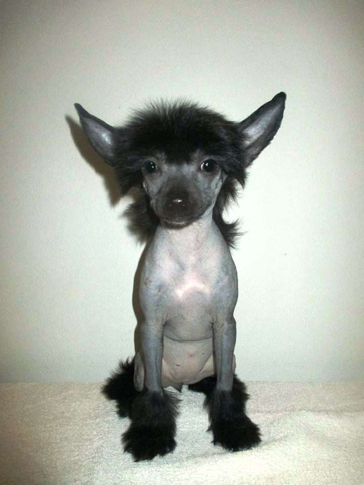 Joyera's Crested De Feo