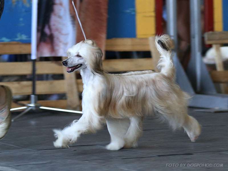 Credo Marini Tasha Bring Me Success