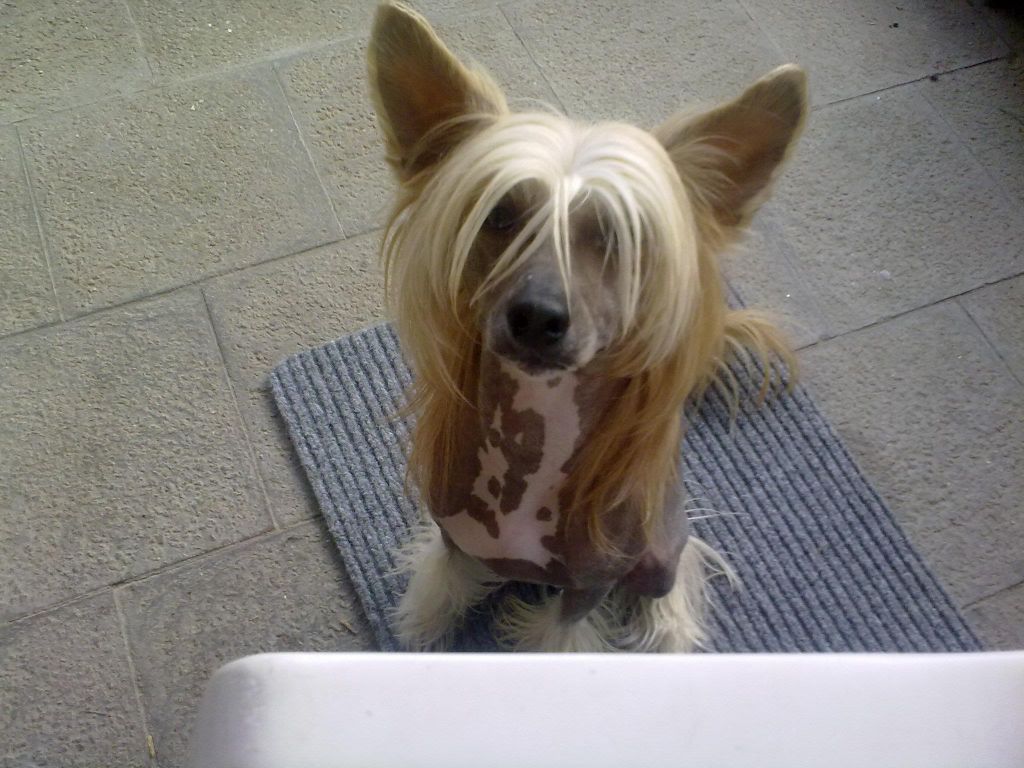 Apus Perseus Maytay's Minng