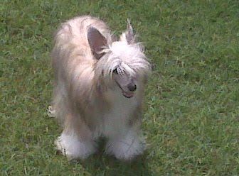 Cinondra's Wood Nymph